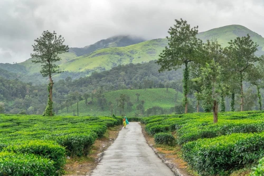 Wayanad Nature Escape