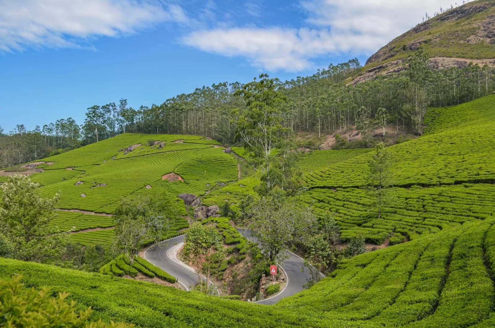 Munnar Tea Plantations